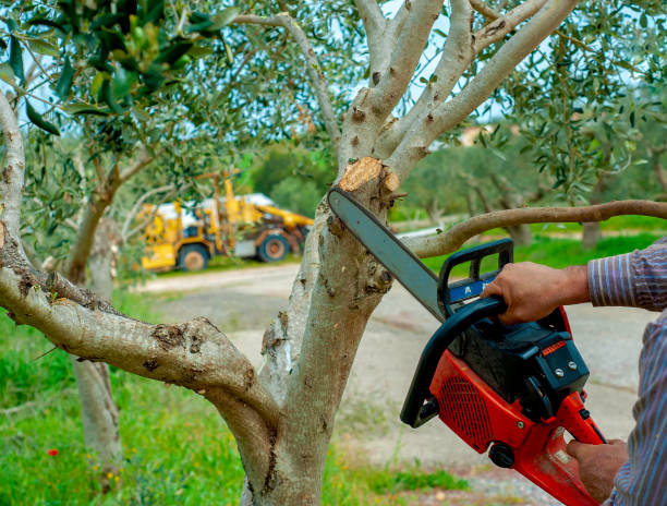 Residential Tree Removal in Mason, TX